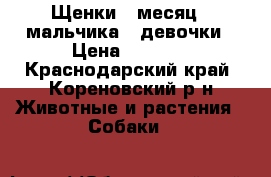 Щенки 1 месяц 2 мальчика 2 девочки › Цена ­ 1 000 - Краснодарский край, Кореновский р-н Животные и растения » Собаки   